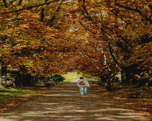 Person walking leisurely in an autumn park